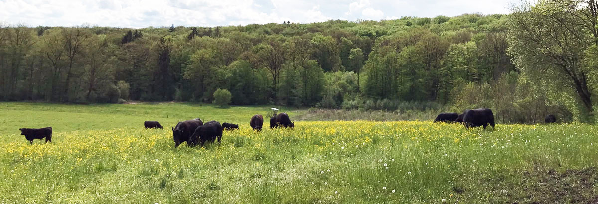 Rinder auf der grünen Weide